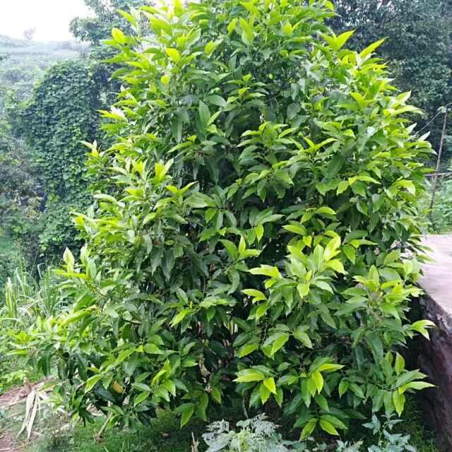 露缘