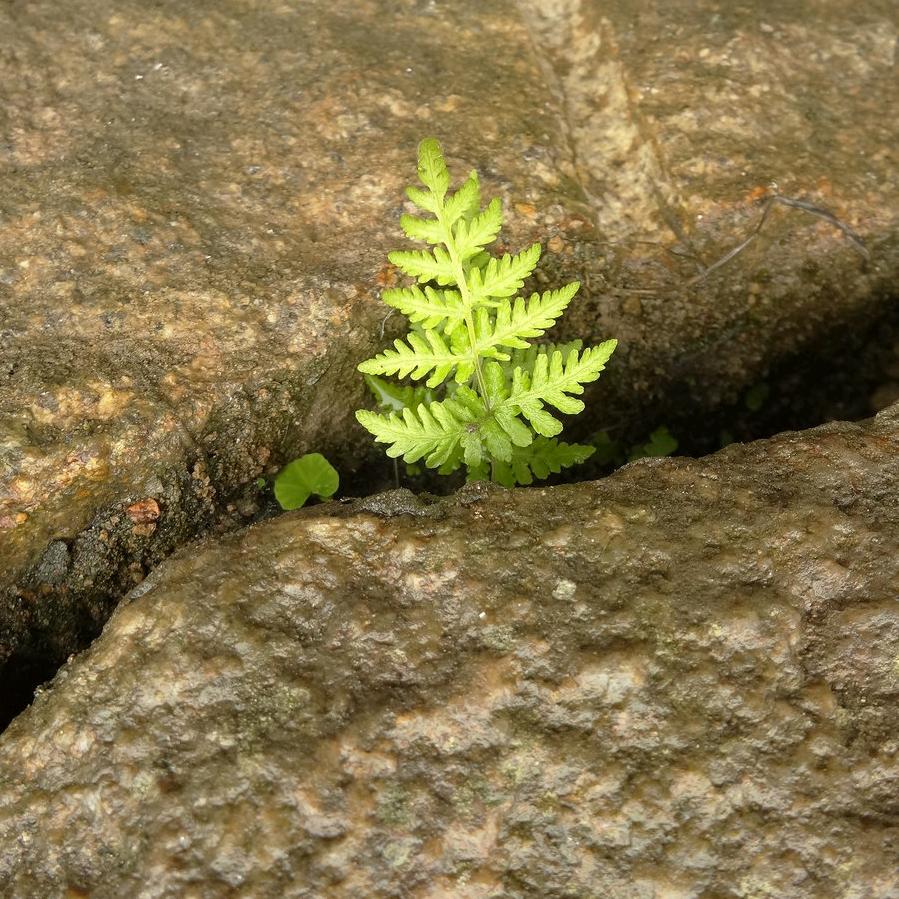 小草～～