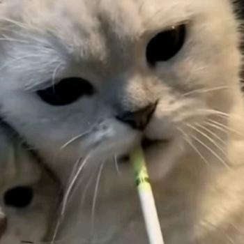 ta叫我努力丶