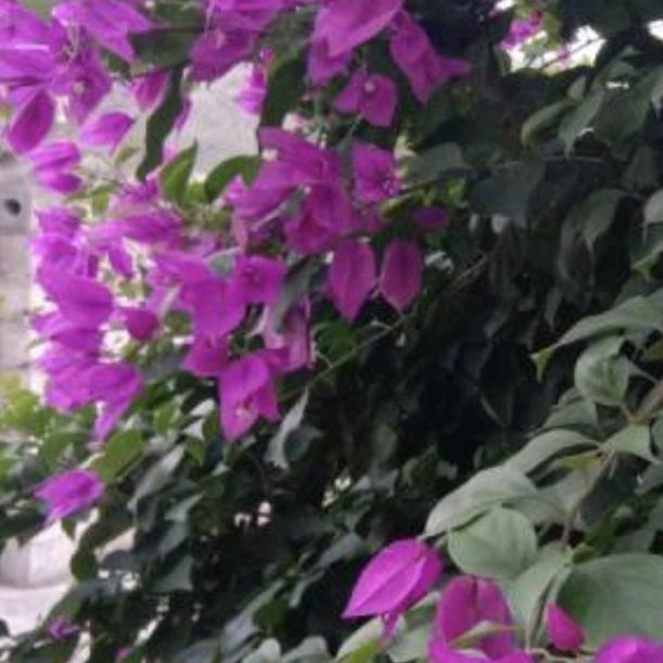 美丽的花