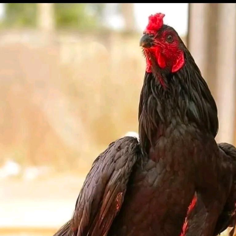 缅鸡🇲🇲,泰国🇹🇭～斗鸡交流