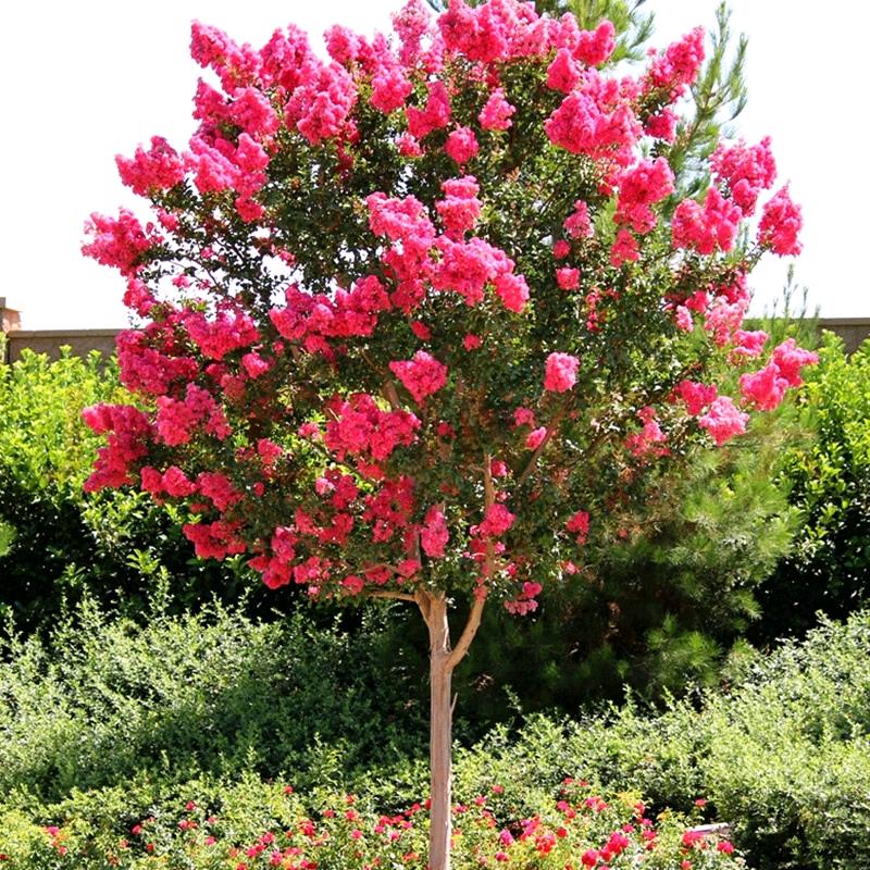 植宓花仓振优凯果树苗木专卖店