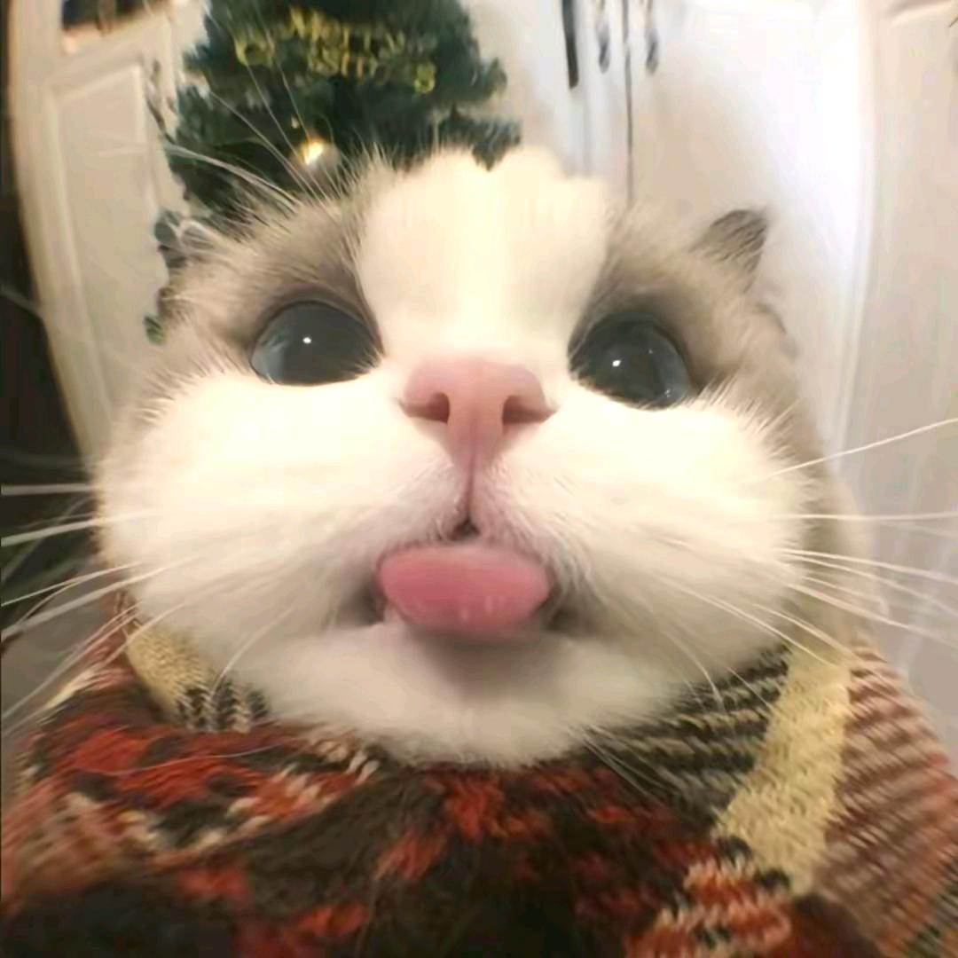 懒羊羊~