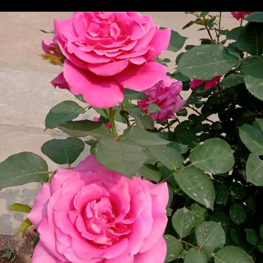 花蕊