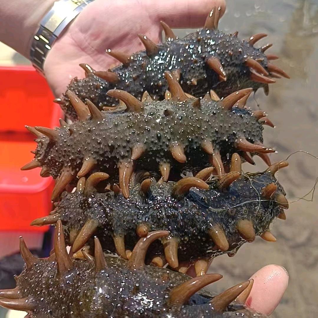 威海荣成海参程哥