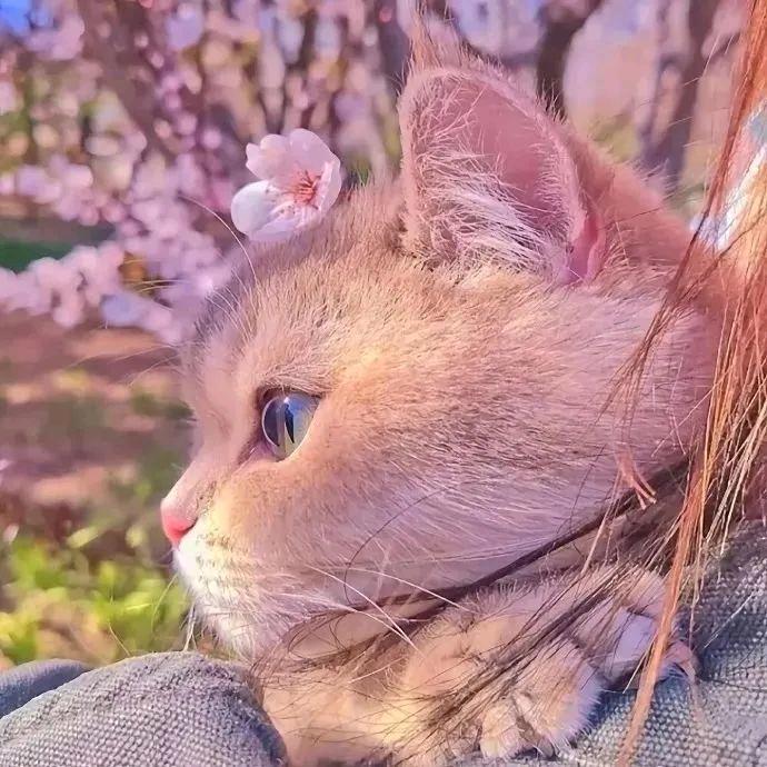 简简单单💞