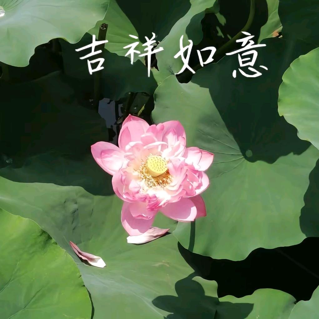 @💕幸福᭄🕊: 💕常伴ᨶ႒ᩚ