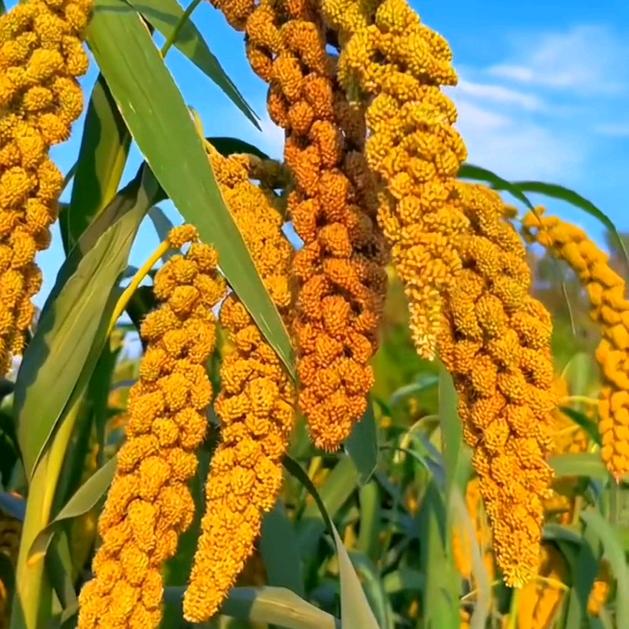 好运多多新农人