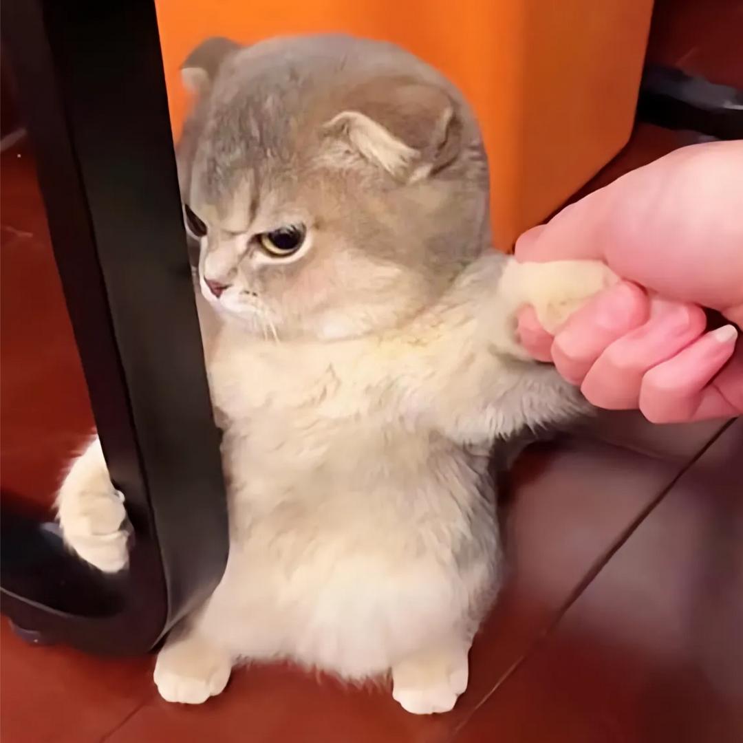 ˚*̥(∗*⁰͈꒨⁰͈)*̥哇哦~