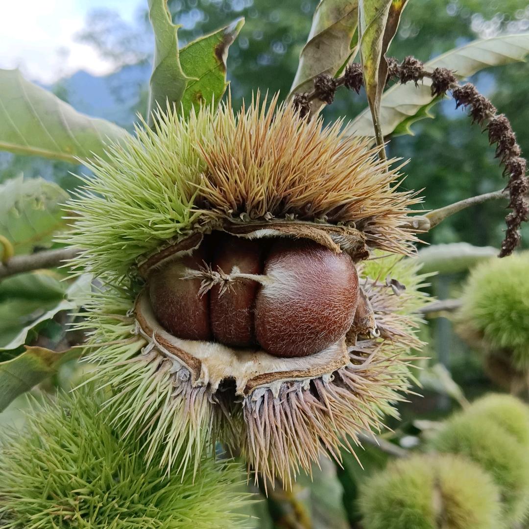 包谷馍馍爱自然