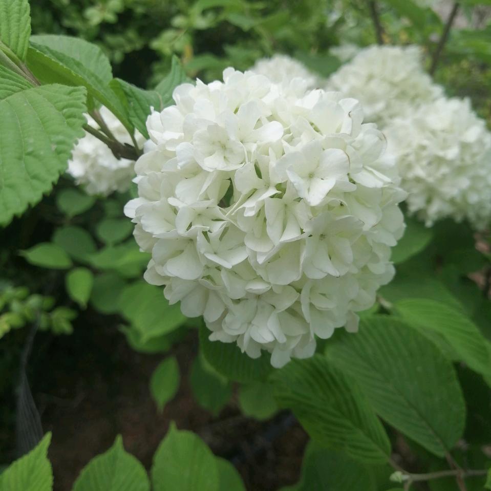 @打不噶的小强