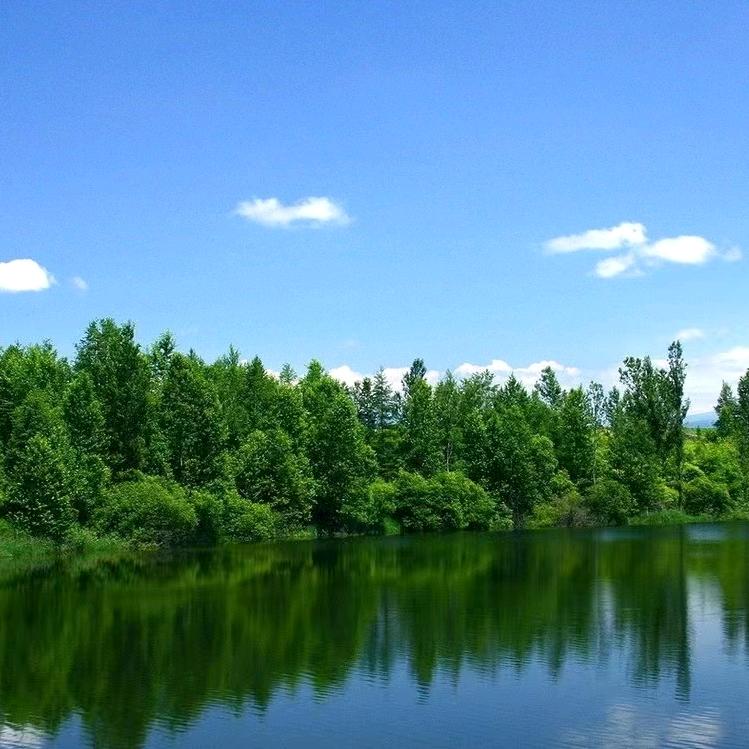 🌳幸运的梦想实现冒险家🌈