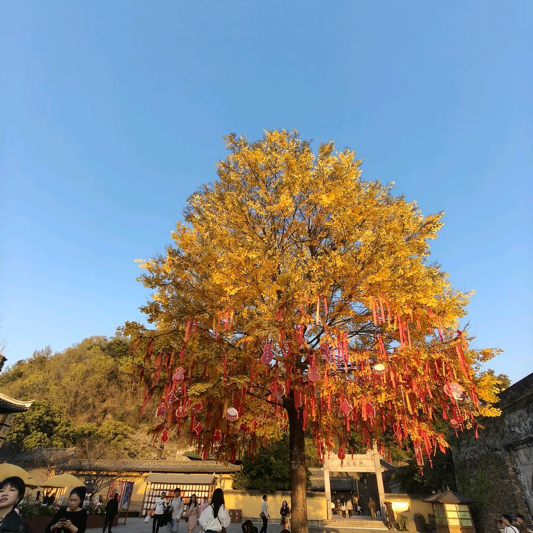 柠檬茶