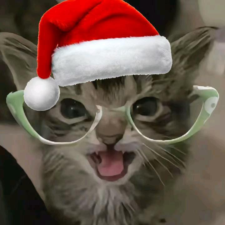 愤怒的猫咪