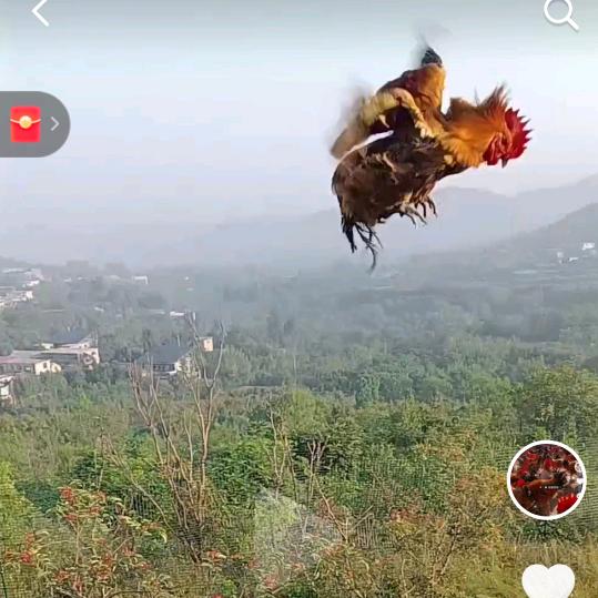 山东飞鸡