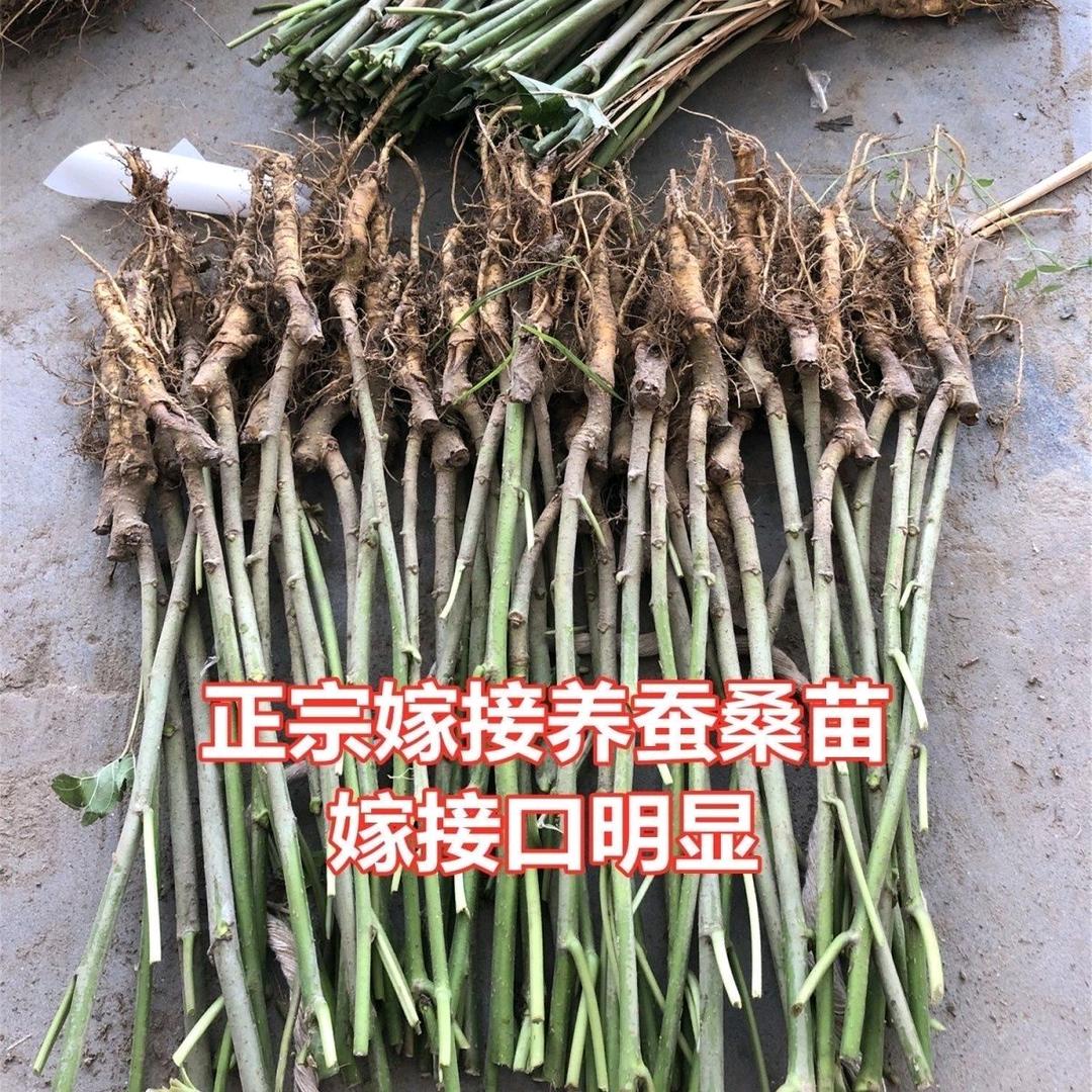 海宁浩然桑苗基地