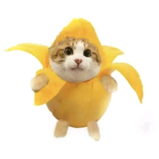 偷走猫猫堡⌯>𖥦o⌯