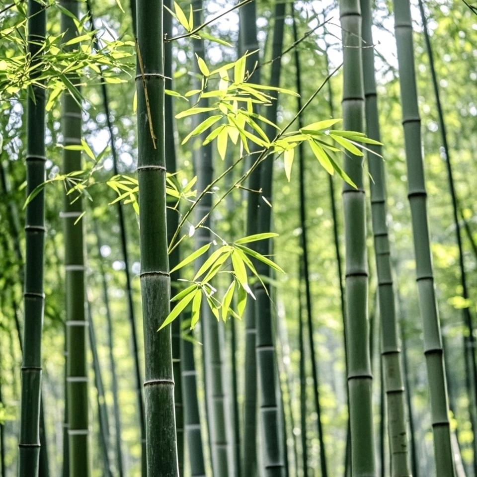 交友当如高云亮