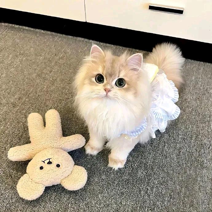 喵喵💕