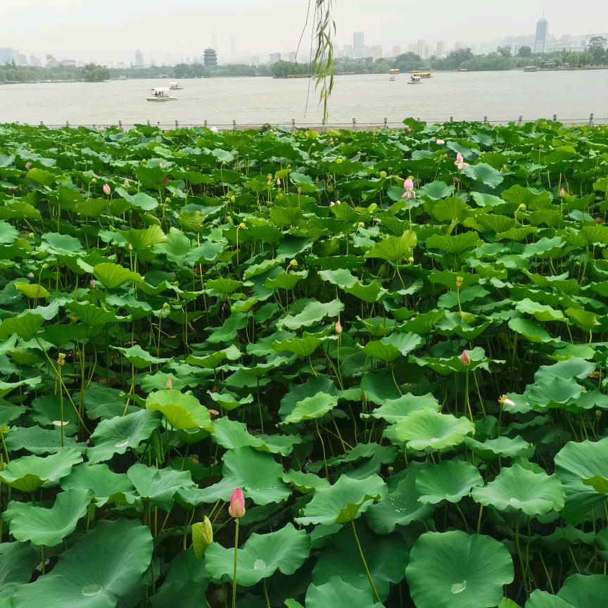 郑州升学  张老师