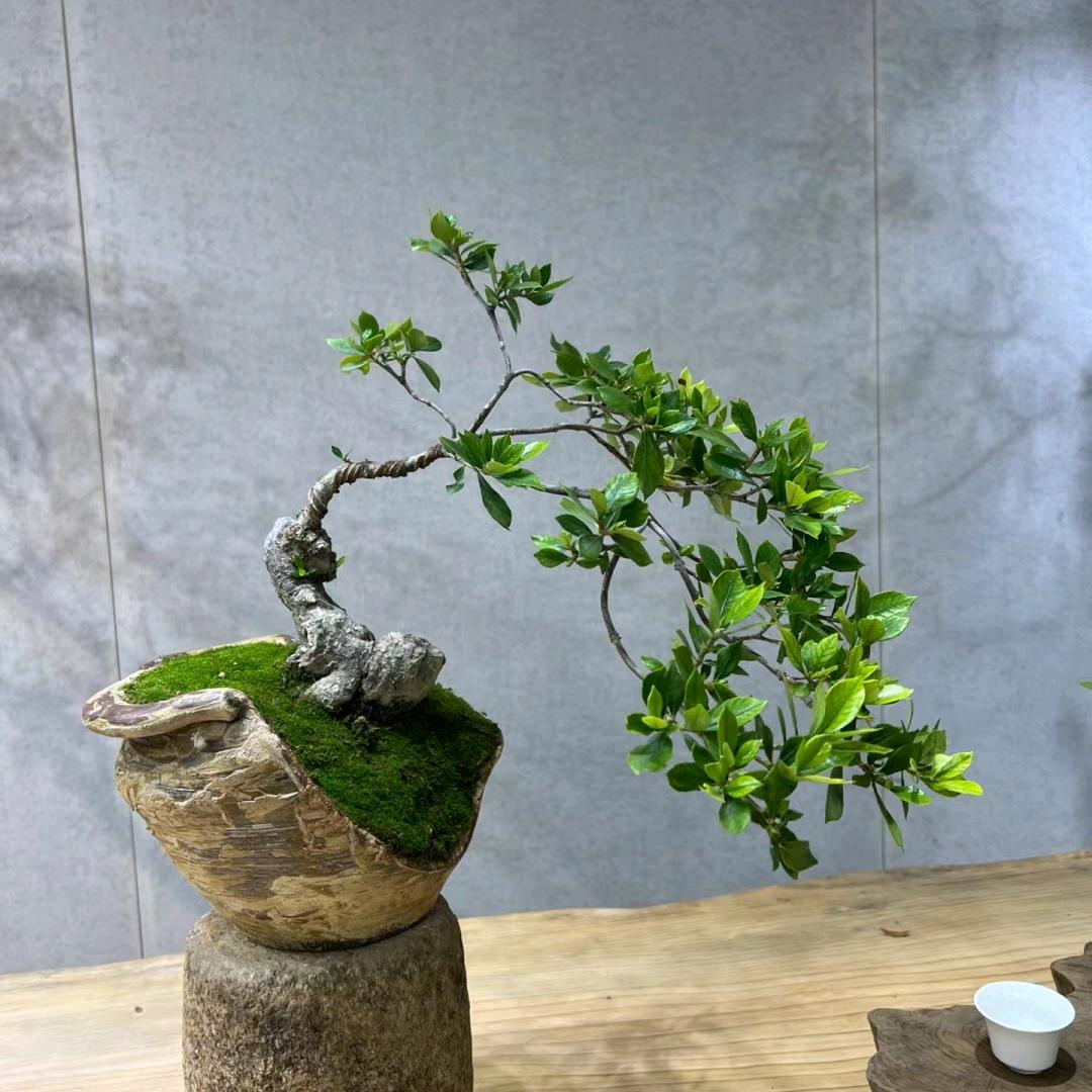 青树翠蔓
