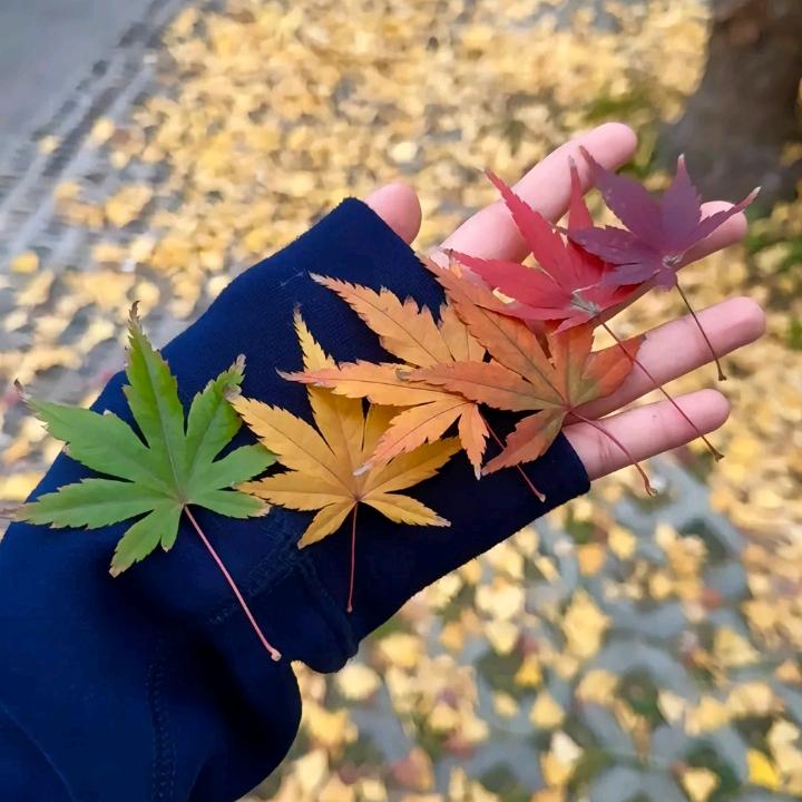 秋日私语