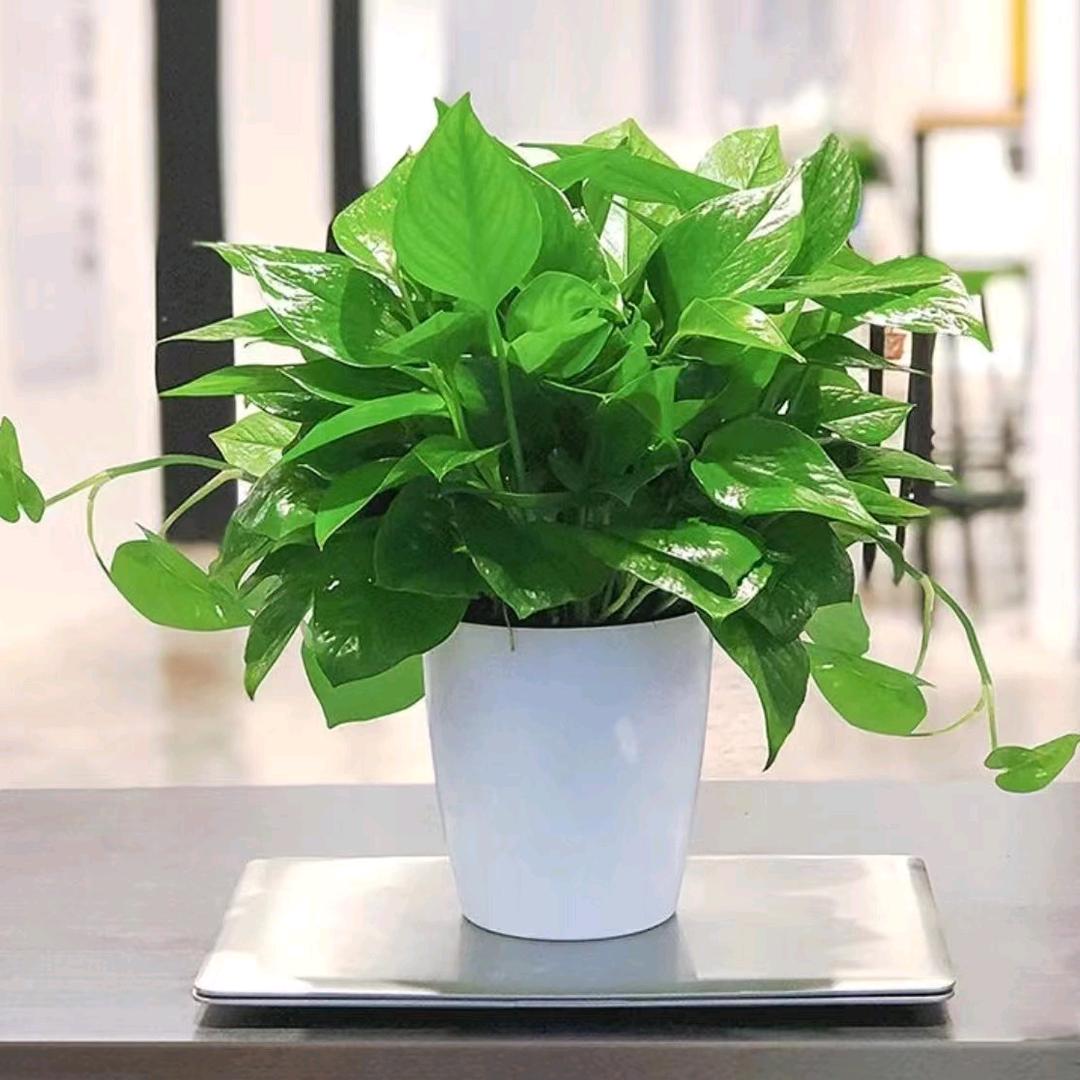 欣欣向荣@