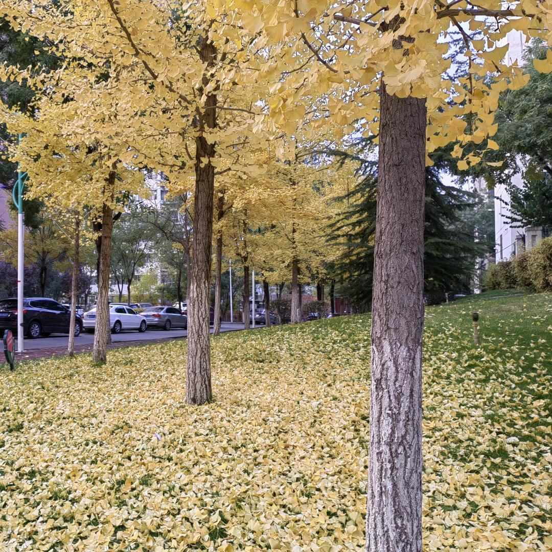 西枝
