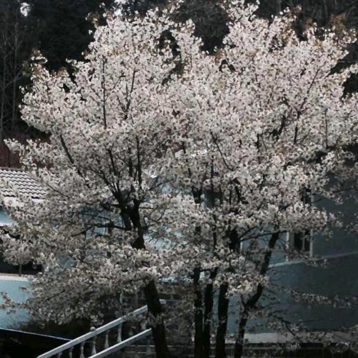 泽依