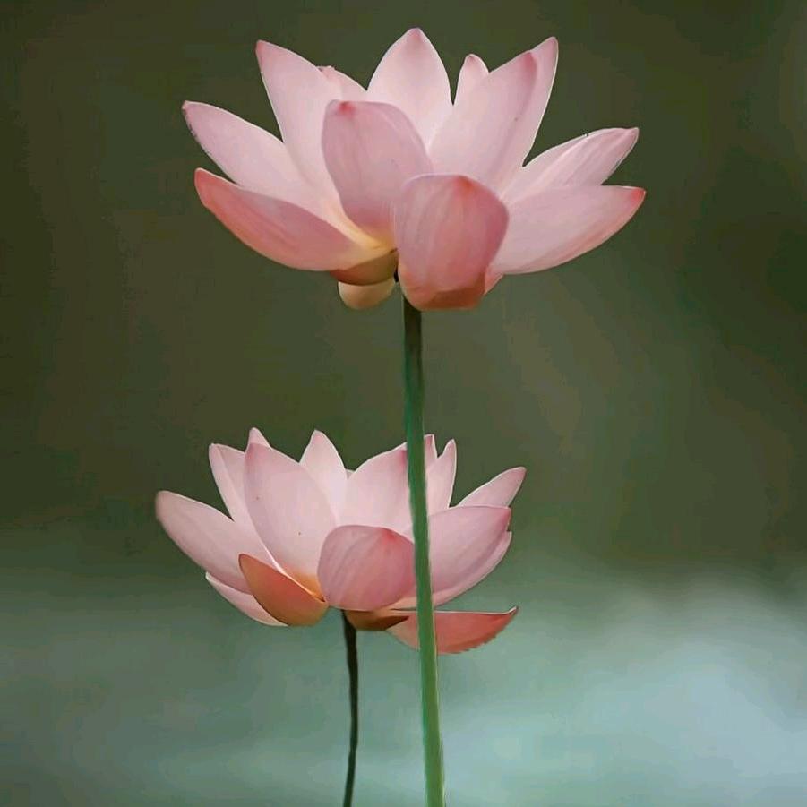 珊姐宋您好运🪷