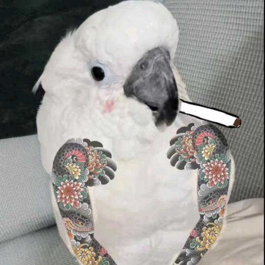 豫东鹦鹉非凡（柘城）