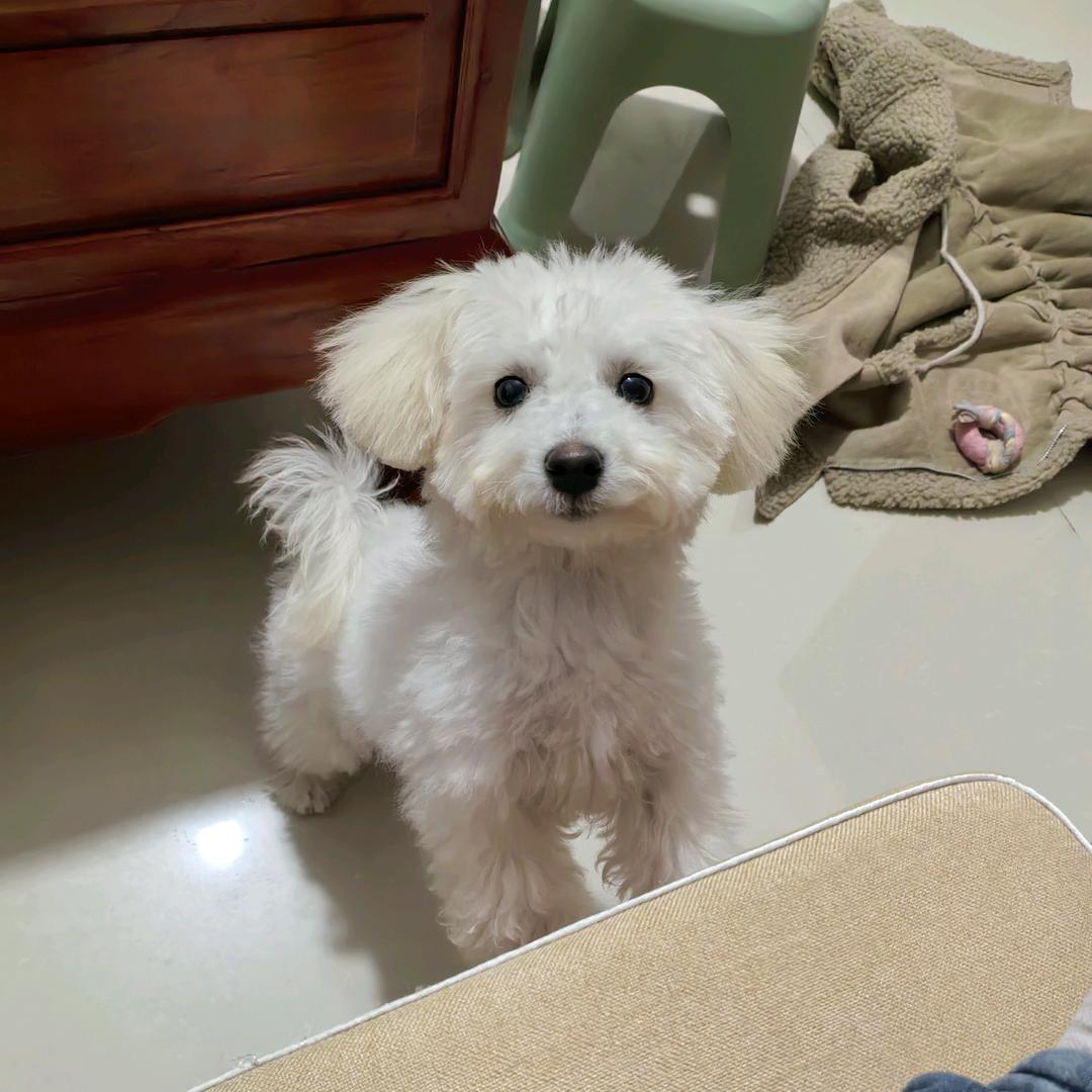 球球是只小比熊