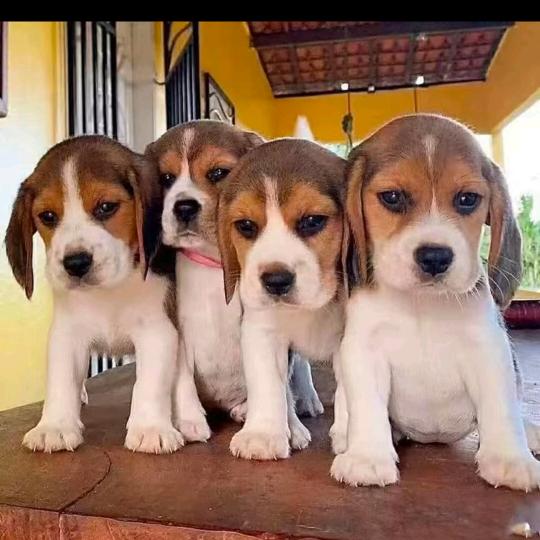 山东比格养殖基地