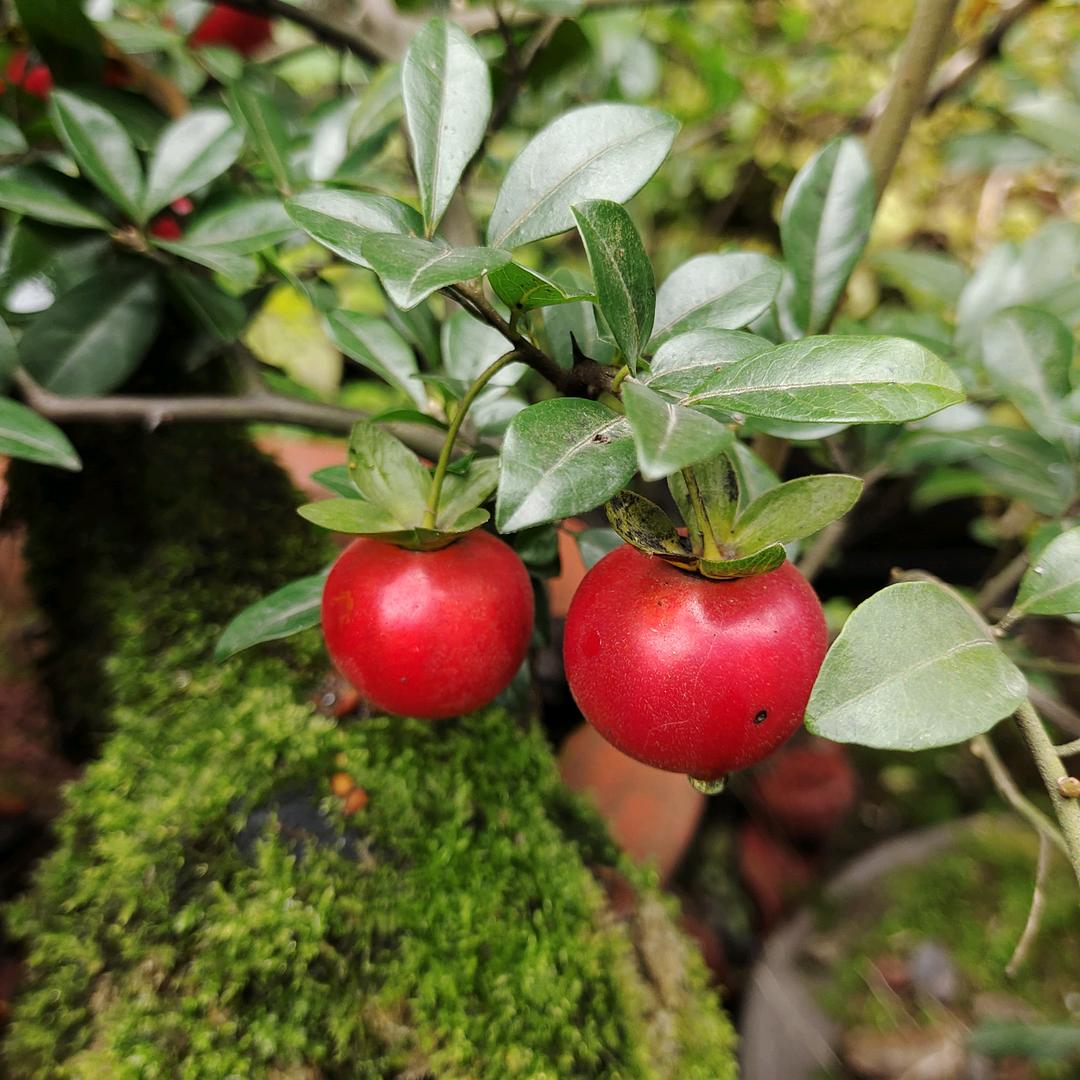 邛崃楠韻幽香种植场（园家小艺）