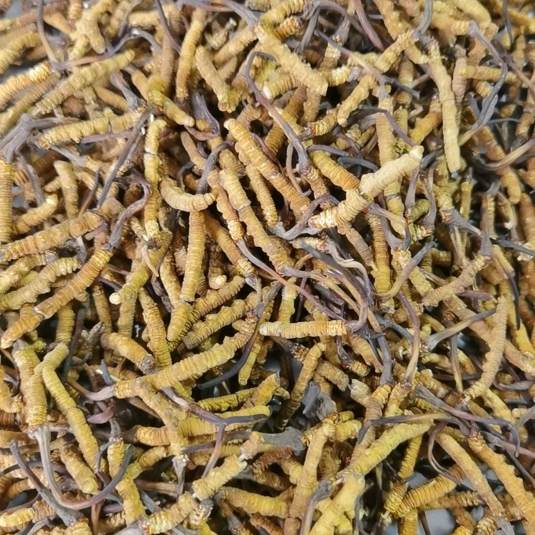 西藏那曲比如国海虫草行