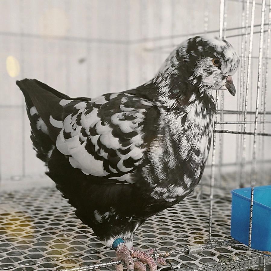 项城鸽掌老 鸽舍养殖场