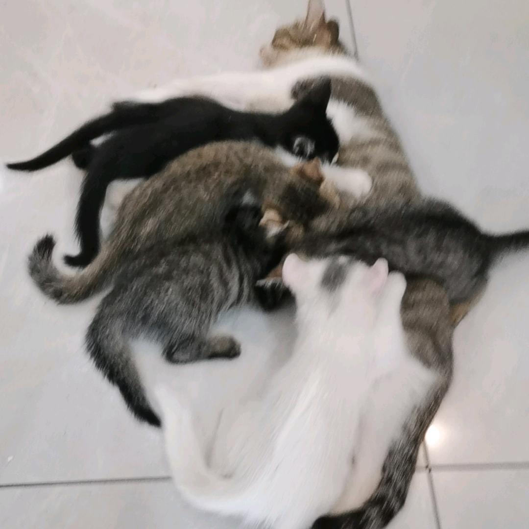 歌