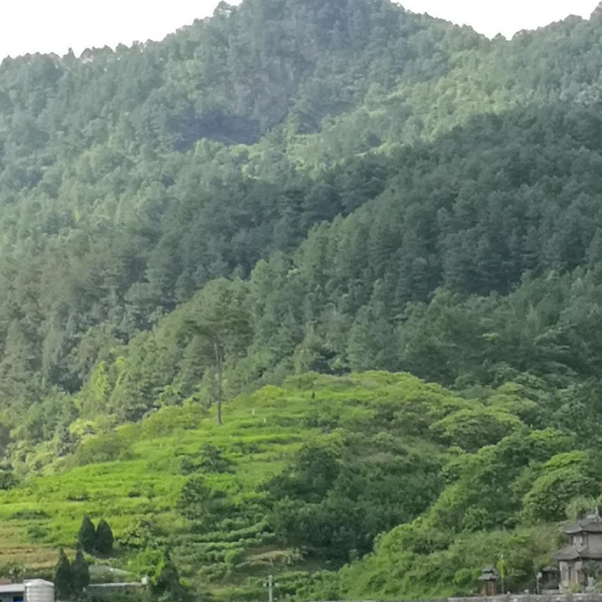 纯良