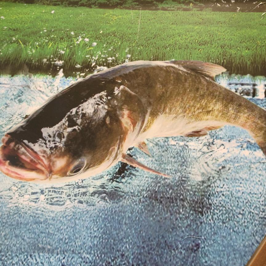 大头山河鱼  夜宵