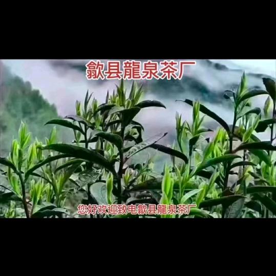 黄山种茶人潘文泉