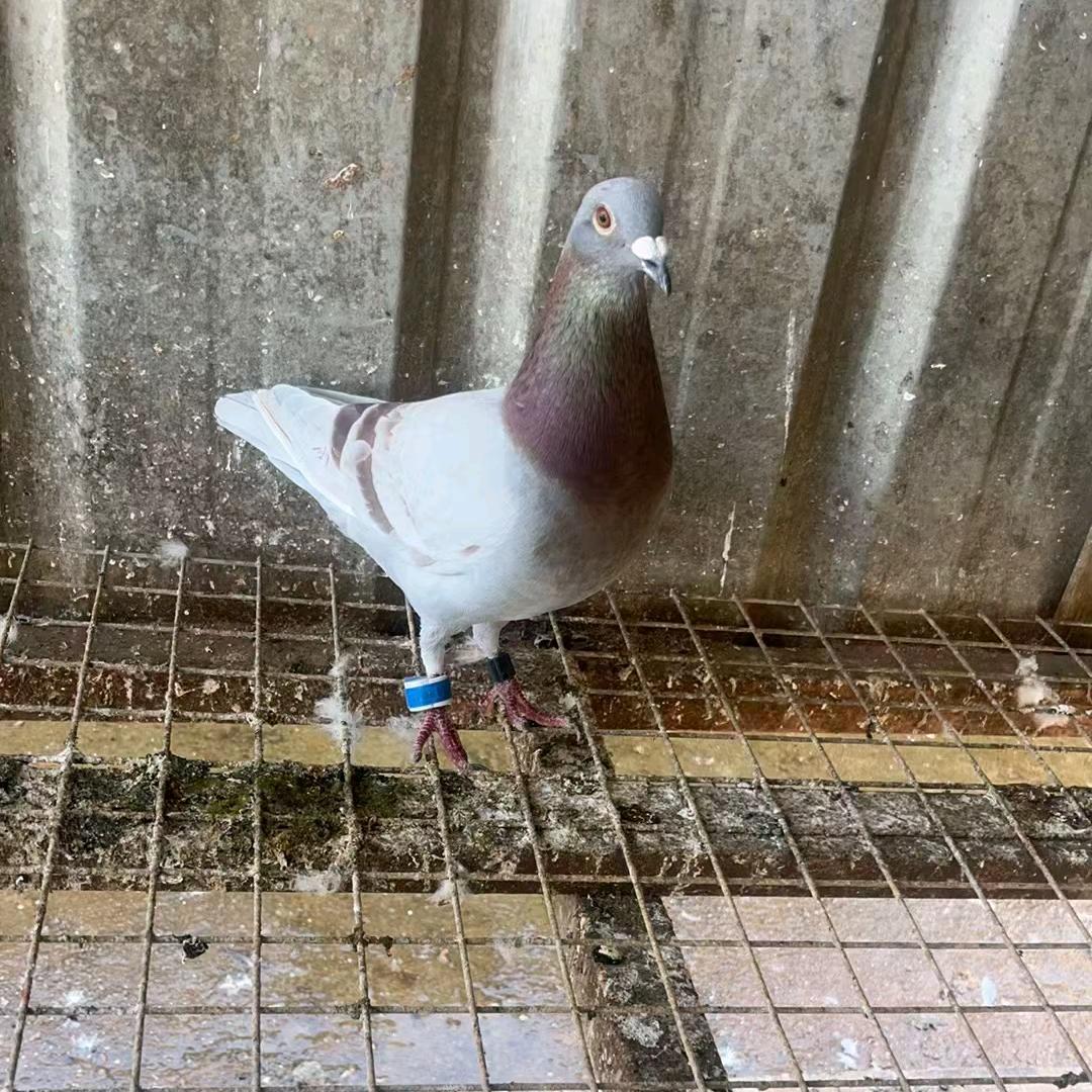 霆梦金鸽子用品