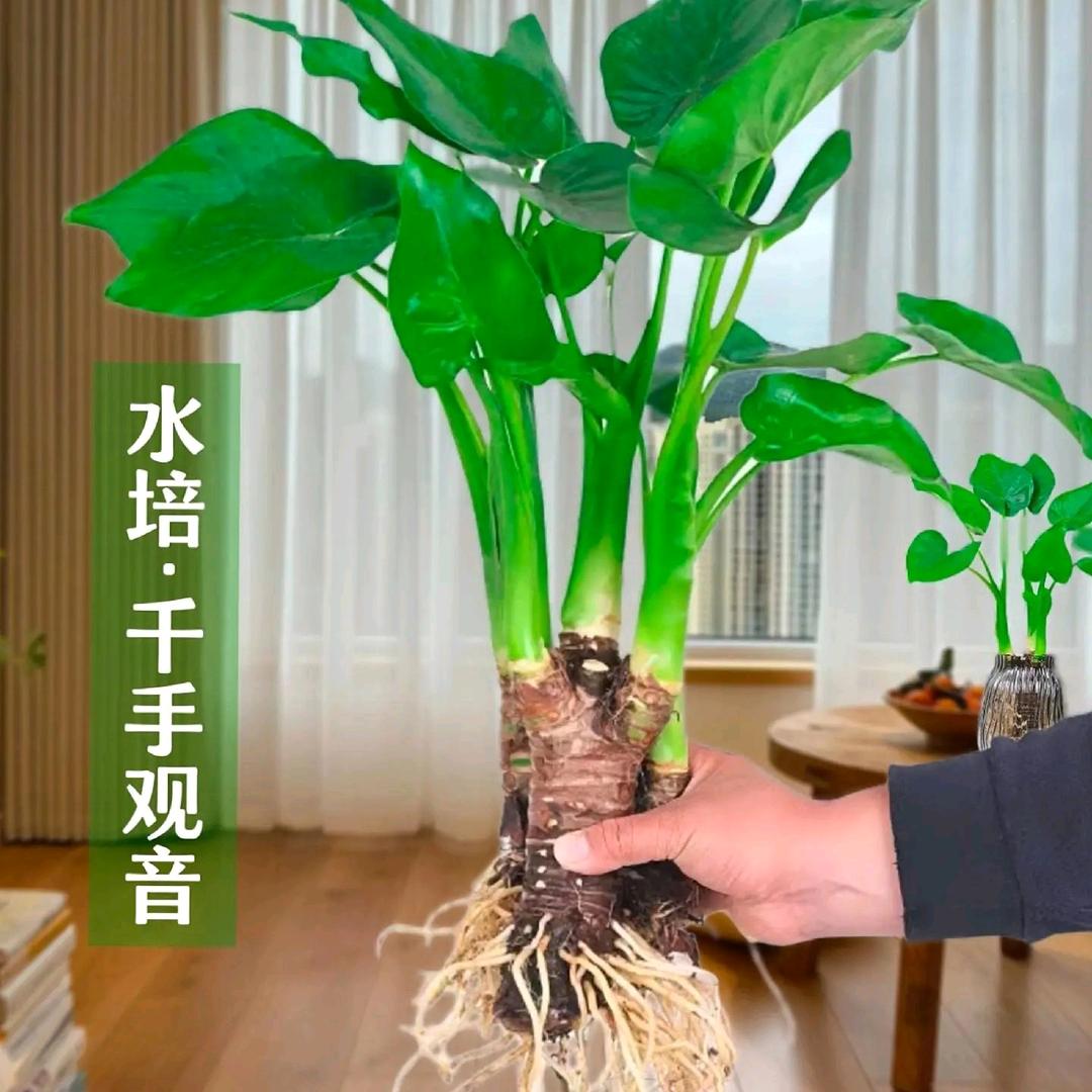 水莲花艺园