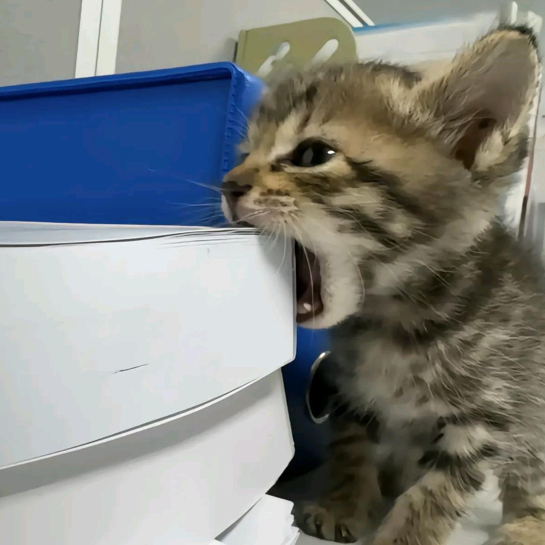 珍.戴金（pearl）