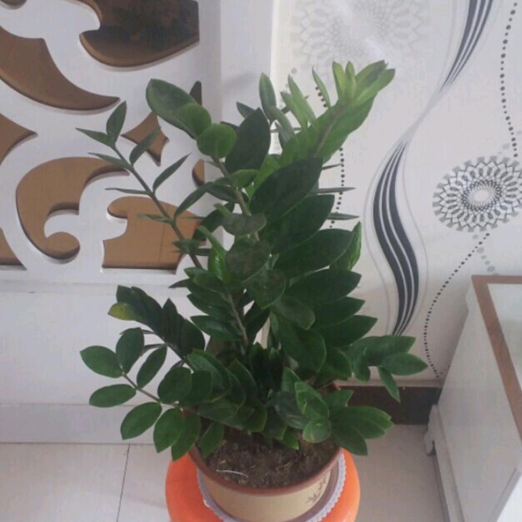 涛哥