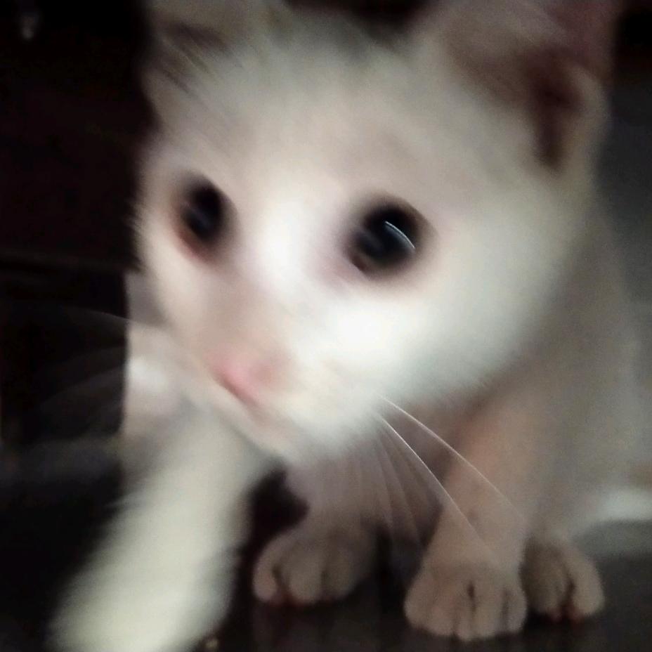 许念情