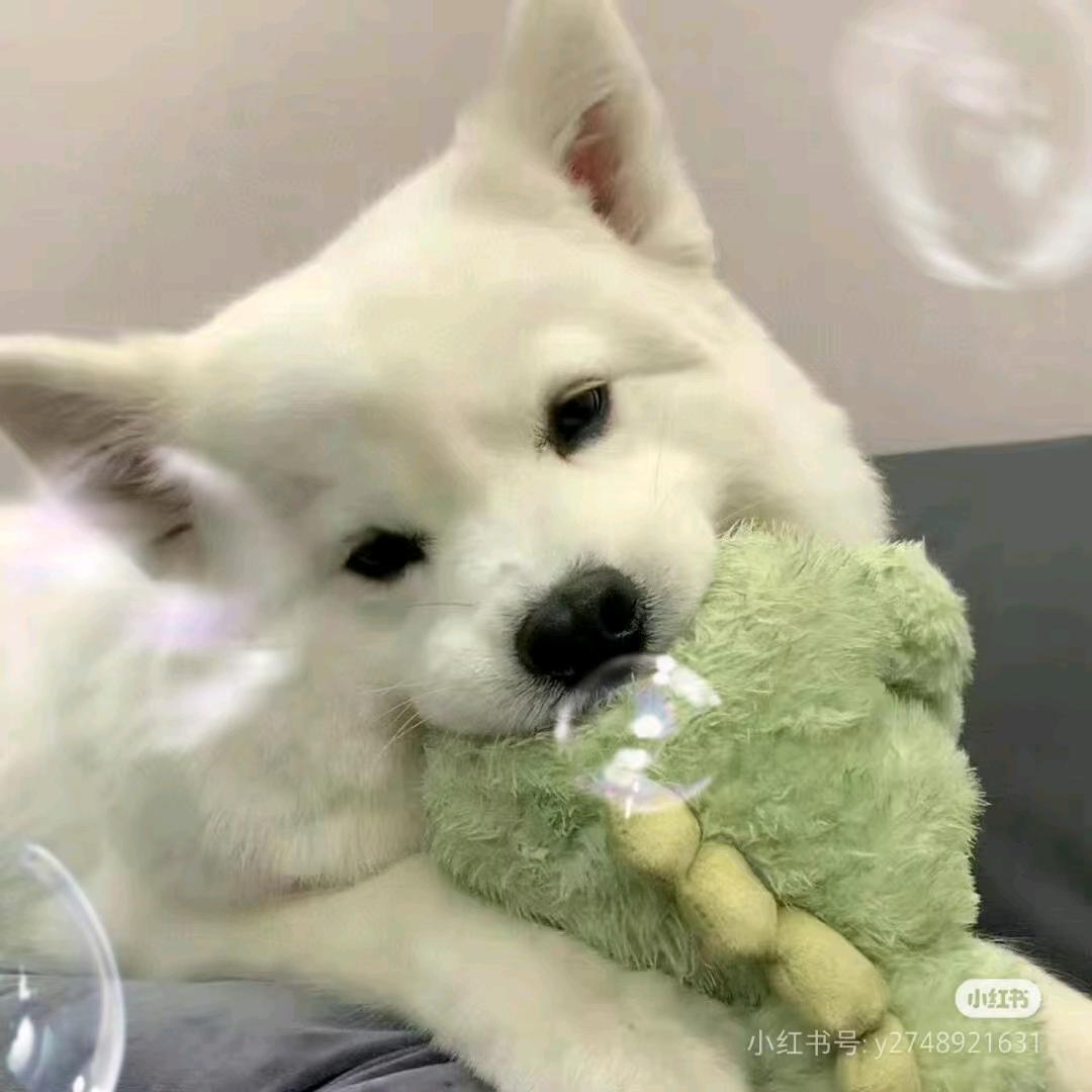 鲨仁不wink