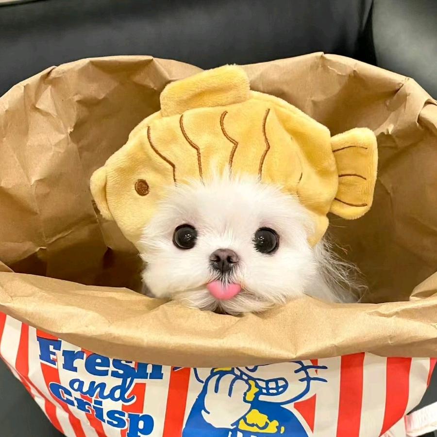 小锦梨