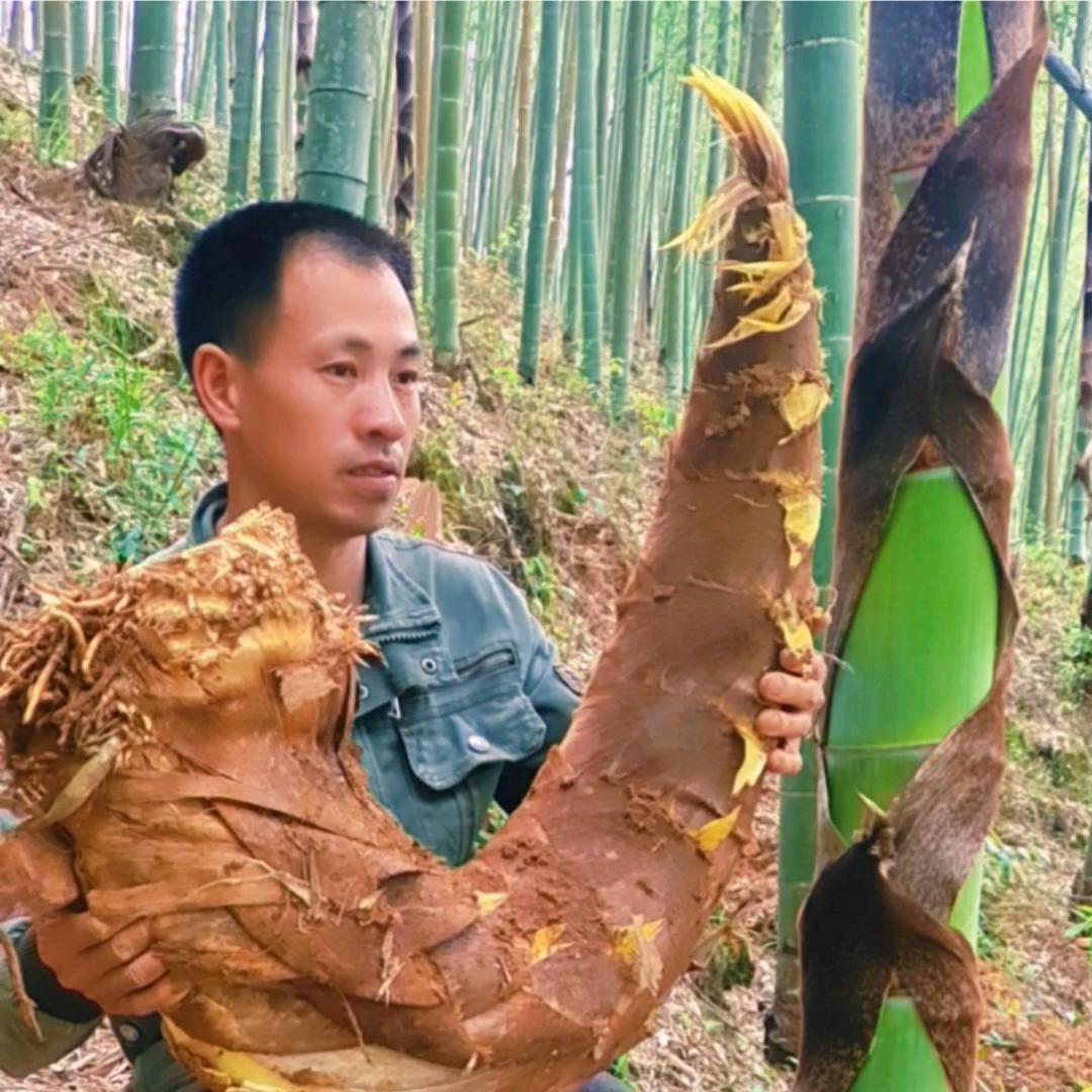 许战笋🔥挖笋第一人🔥
