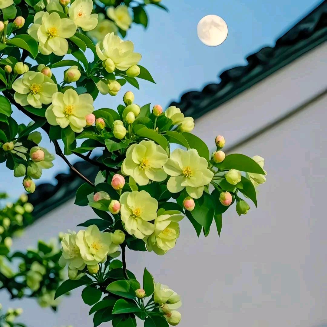 绘图橡皮