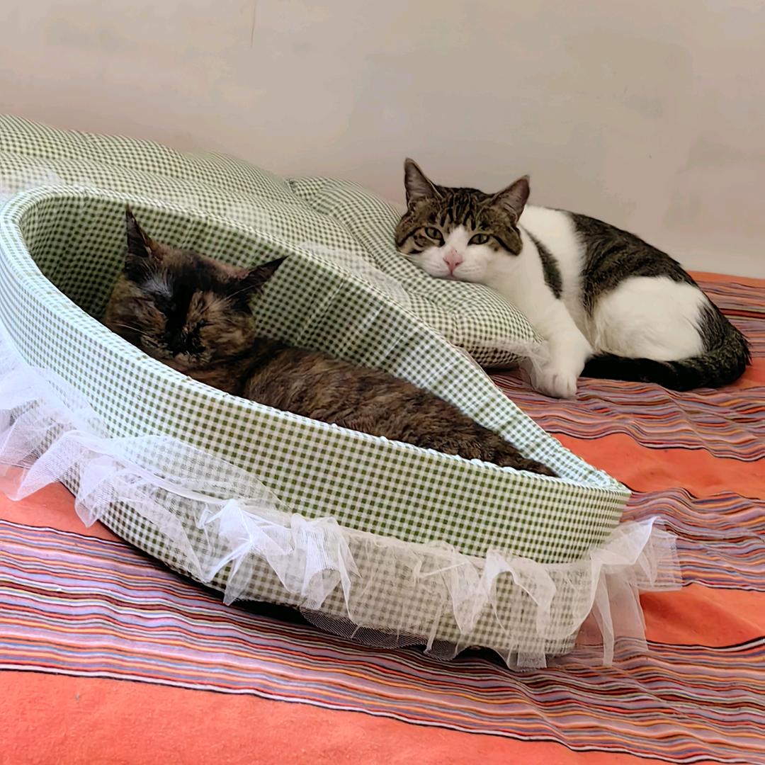 收养6只流浪猫的姥姥